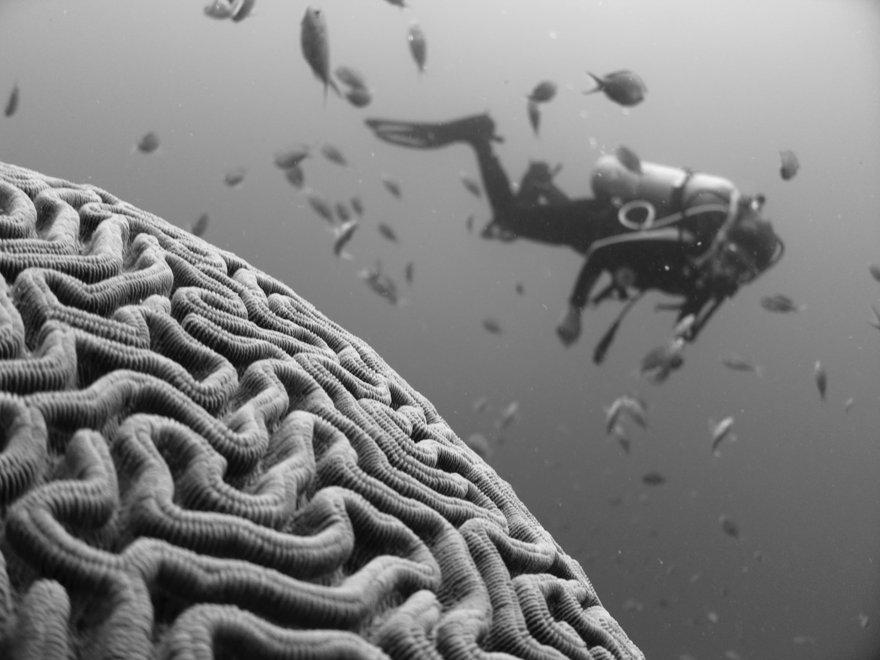 Profiling the ideal machine learning student!